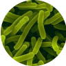 bifidobacterium bifidum/animalis