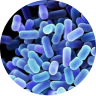 lactobacillus plantarum/fermentum/casei