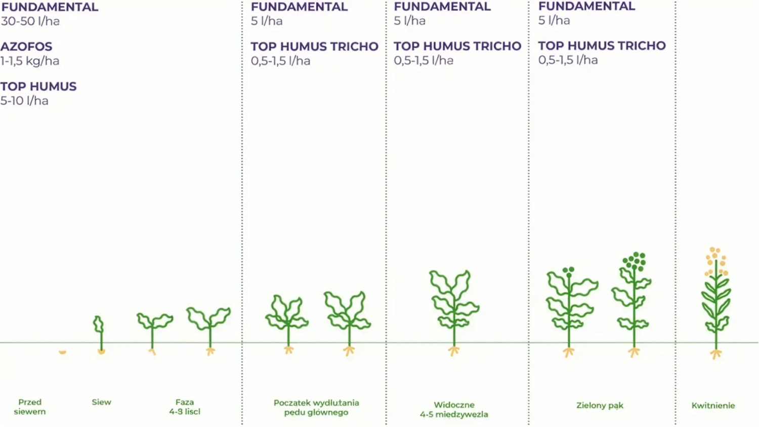 top humus bbch rzepak